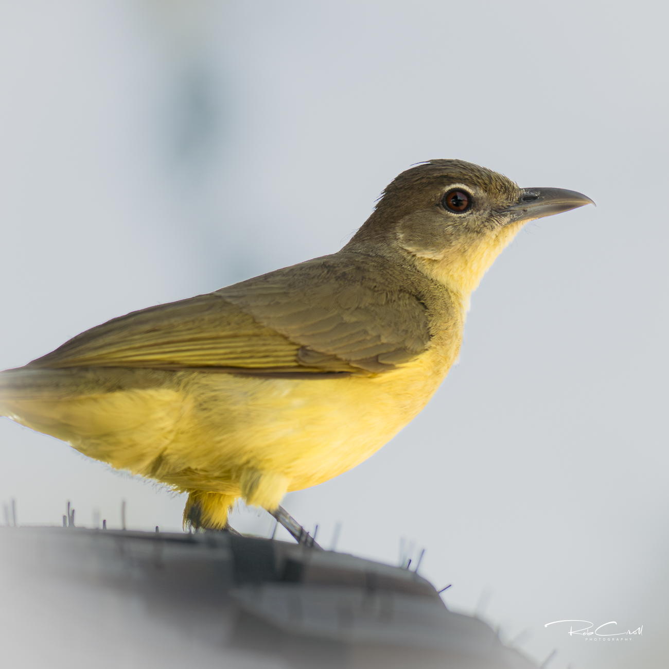 Yellow bird